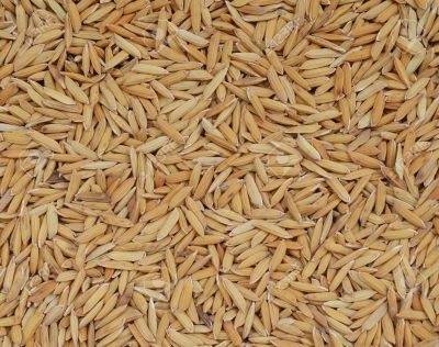 Paddy grains