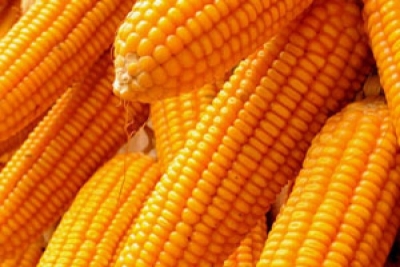 Maize